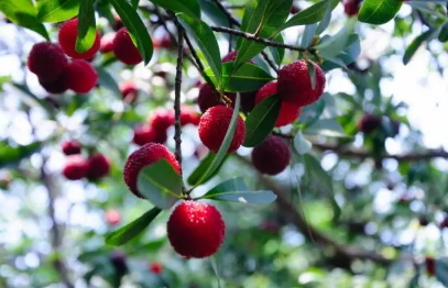 荸荠杨梅好吃吗(荸荠杨梅好吃吗)