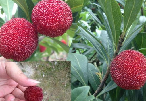 杨梅为什么这么贵(杨梅为什么这么贵)