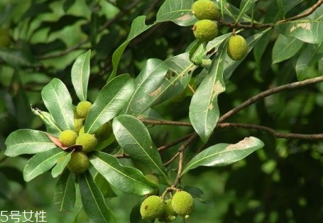 煮熟的杨梅的功效(煮熟的杨梅的功效和作用) 煮熟的杨梅的功效(煮熟的杨梅的功效和作用)