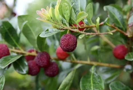 云南杨梅为什么这么贵(杨梅贵不贵) 云南杨梅为什么这么贵(杨梅贵不贵)