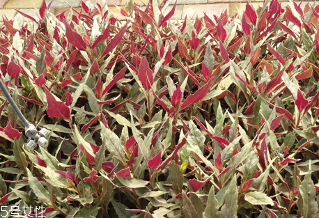 观音菜的保存方法(观音菜怎么处理)