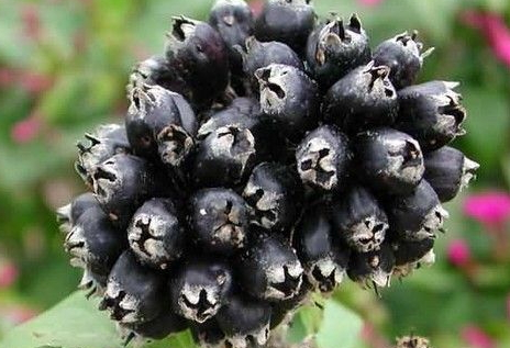 长期服用刺五加的好处(长期服用刺五加的副作用)