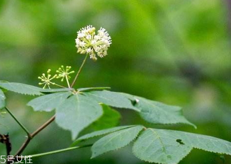 刺五加服用注意事项(刺五加服用方法)