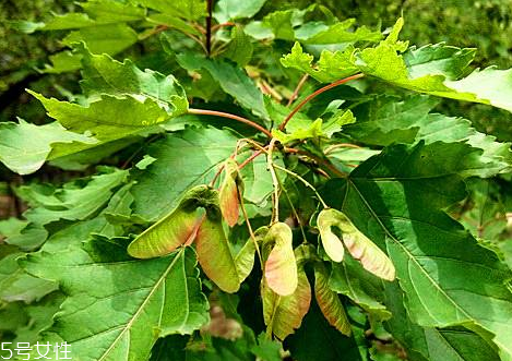 翅果茶的功效和作用(翅果茶多少钱一盒)