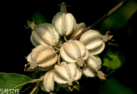 翅果油的护肤效果(翅果油对美容的作用)