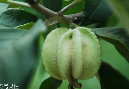 翅果油树的分布(翅果油树图片)