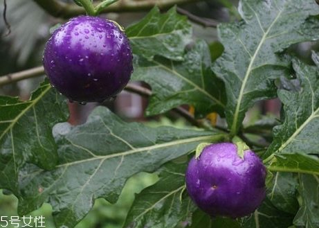 紫番茄的特点(番茄的特点是什么)