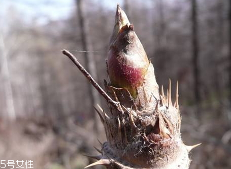 血腥玛丽调制细节(血腥玛丽调制方法)