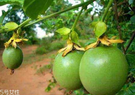 西番莲的品种(西番莲的品种有多少个) 西番莲的品种(西番莲的品种有多少个)