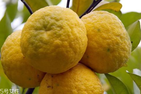 臭皮柑的药用价值(臭皮柑的药用价值)