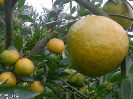 苦柑药理成分(苦柑的功效) 苦柑药理成分(苦柑的功效)