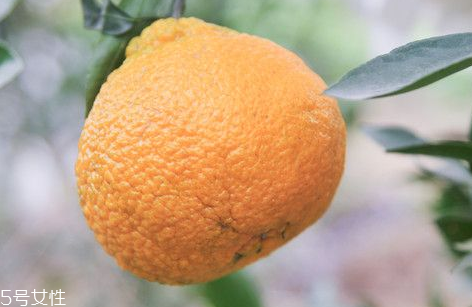 丑柑可以放多久(丑柑能放多久) 丑柑可以放多久(丑柑能放多久)
