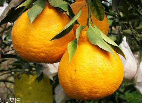 丑柑的热量(丑柑的热量是多少)