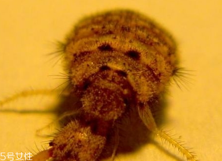 沙牛的特点(沙牛是什么牛)