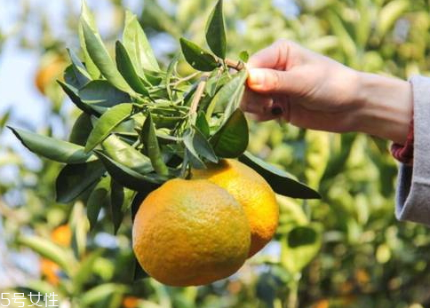 瓯柑的功效(瓯柑的功效和禁忌) 瓯柑的功效(瓯柑的功效和禁忌)