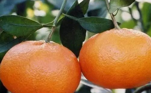 爱媛42号是爱媛38号的升级版(爱媛38号和爱媛28号)