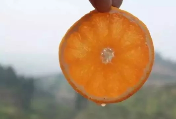 青见柑橘而是橘子还是橙子(春见是橘子还是橙子)