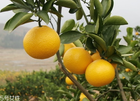 橙子的特点(橙子的特点描写) 橙子的特点(橙子的特点描写)