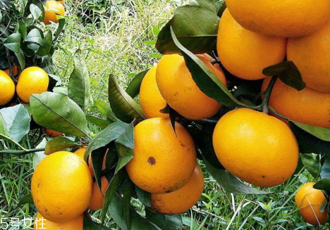 沃柑的特点(沃柑的特点,品质,口感) 沃柑的特点(沃柑的特点,品质,口感)