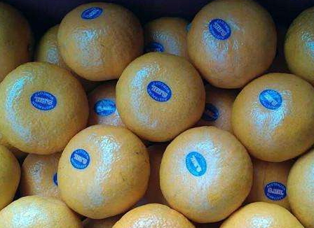 澳柑的种植方法(澳柑的种植方法)