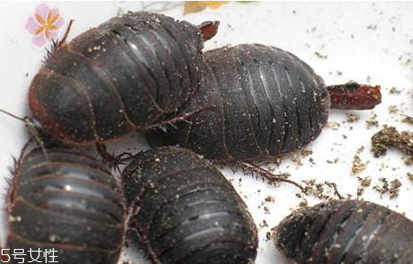 土元的形态特征(土元的形态特征)