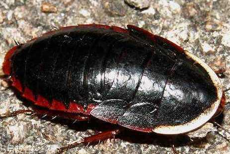 地鳖虫捕捉方法(冬季捉鳖方法)