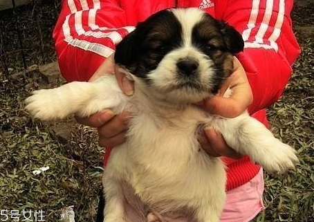 狗宝怎么鉴别(怎么鉴定是不是狗宝)