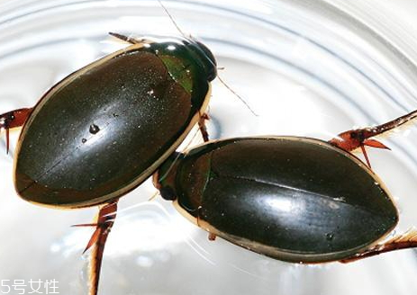 龙虱的分布范围(什么是龙虱)