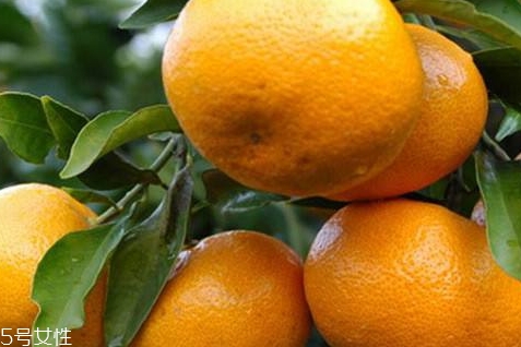 椪柑和橘子的口感不一样(椪柑跟橘子的区别)