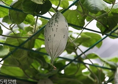 老鼠瓜的采收时间(老鼠瓜种植时间及技术) 老鼠瓜的采收时间(老鼠瓜种植时间及技术)