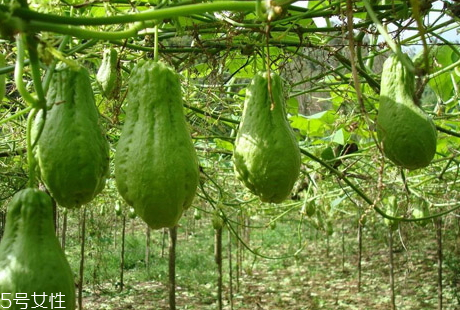 佛手瓜的营养价值(佛手瓜的营养价值及功效和作用)