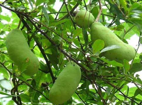 八月瓜好吃吗(八月瓜是什么)