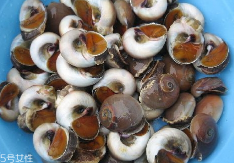 香螺的分布范围(香螺百度百科)