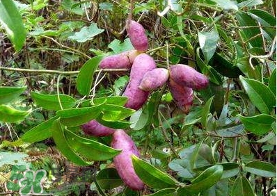 八月瓜食用方法(八月瓜食用方法) 八月瓜食用方法(八月瓜食用方法)