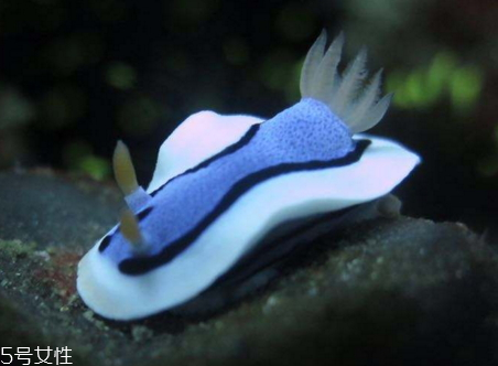 海兔的营养价值(海兔的营养价值及功效)