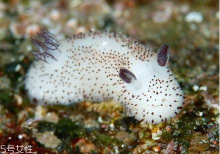 海兔怎么做好吃(海兔怎么做好吃又简单)