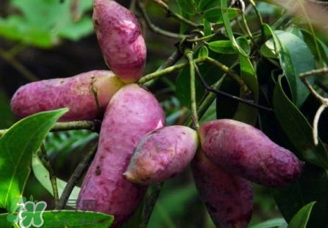 电热锅煮火锅的方法(电煮锅煮火锅的方法) 电热锅煮火锅的方法(电煮锅煮火锅的方法)