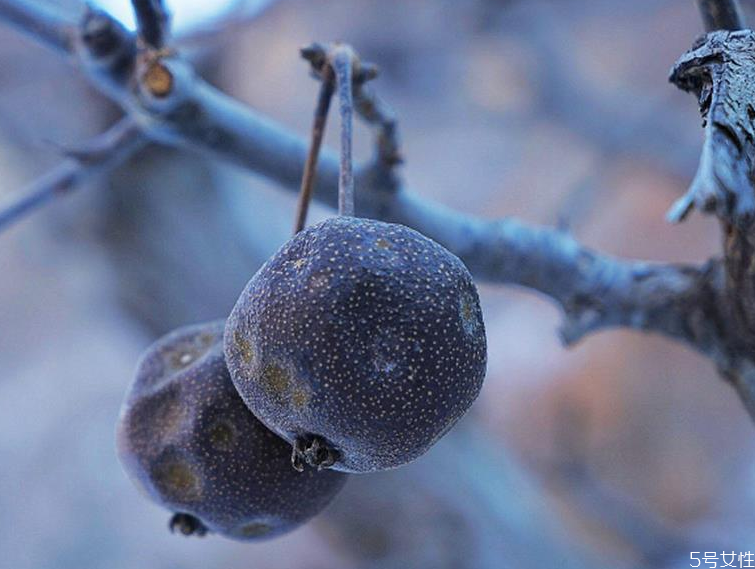 冻梨软了还可以再冻么(冻梨软了还可以再冻么)