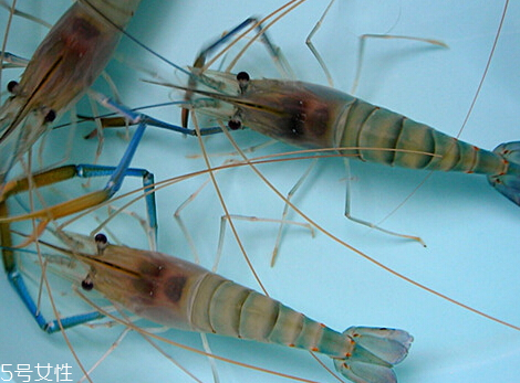 罗氏虾的营养价值(罗氏虾的营养价值及功效)