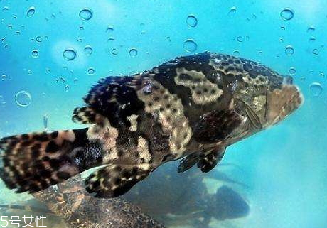 煎牛排用大火还是小火(煎牛排用大火还是小火煎几分钟) 煎牛排用大火还是小火(煎牛排用大火还是小火煎几分钟)