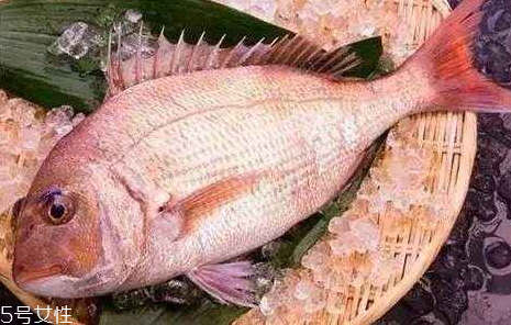 加吉鱼怎么选购(加吉鱼介绍)