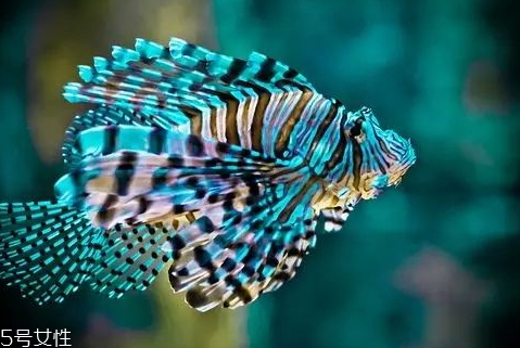 苏眉和青衣的共同点(青衣鱼和苏眉鱼的区别)