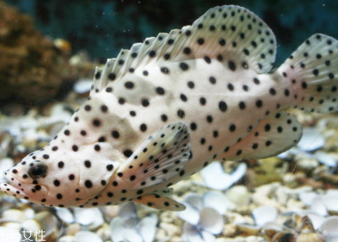 老鼠斑的做法(老鼠斑的做法大全)