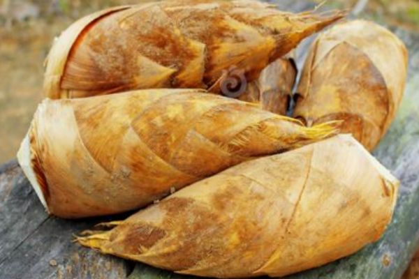 常温下载冬笋可以放多久(冬笋能存放多久)