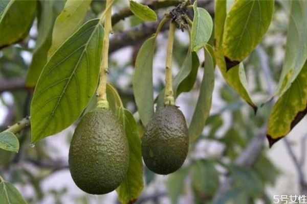 牛油果的功效和作用(牛油果的功效和作用及食用方法)