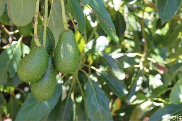 牛油果怎么吃(牛油果怎么吃最好吃法) 牛油果怎么吃(牛油果怎么吃最好吃法)