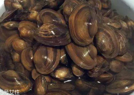 河蚌打不开是死了吗(河蚌被打开是不是就死了)