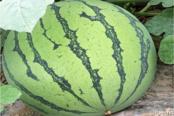 孕妇能不能吃麒麟瓜(孕妇能不能吃麒麟瓜)