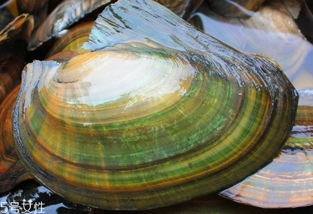 河蚌的前期处理方法(河蚌的正确处理方法)