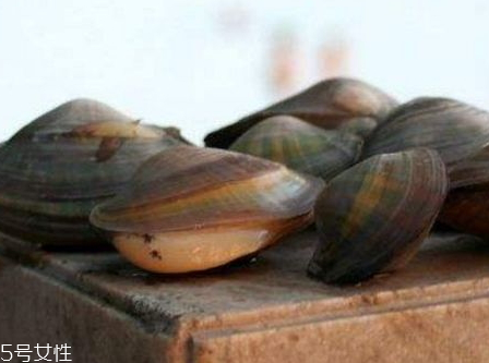 河蚌的生长环境(河蚌的生长环境)